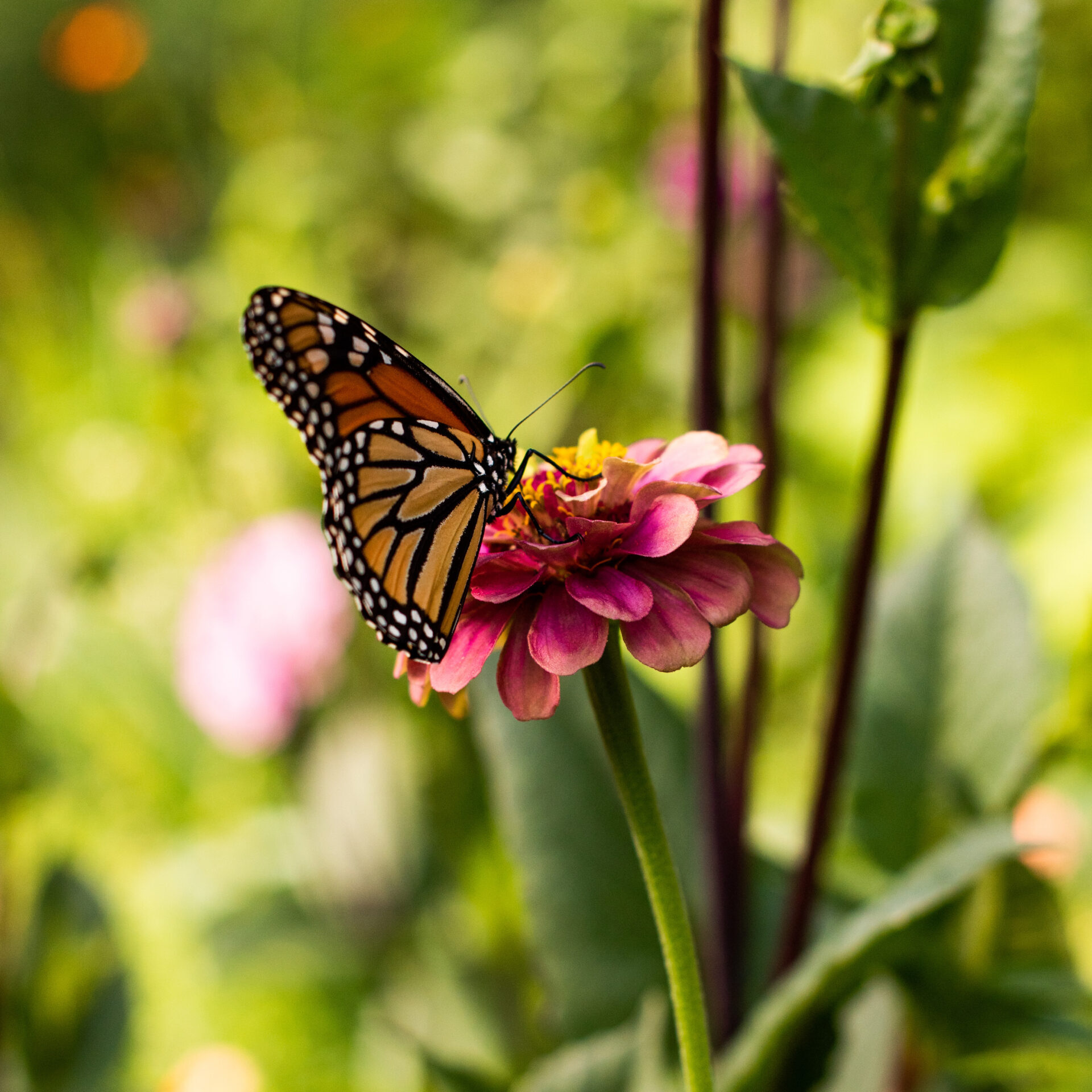 A butterfly is sitting on the flower.