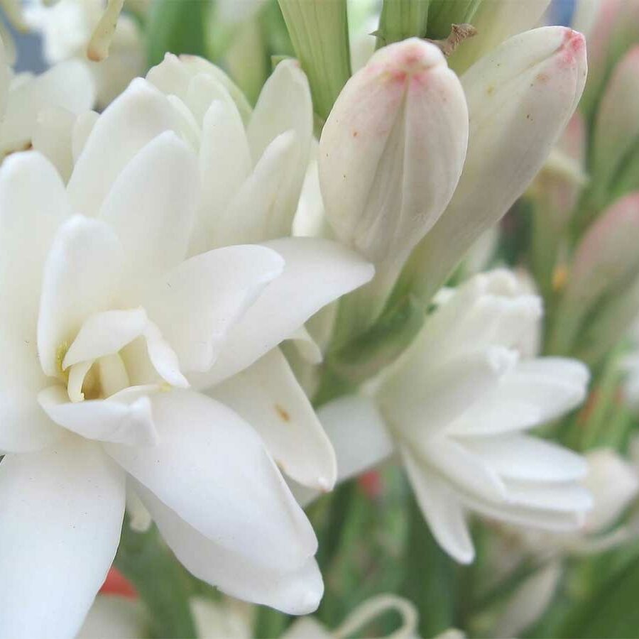 A close up of white flowers with green stems
