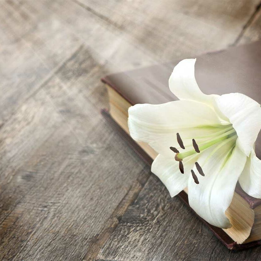 A white flower sitting on top of a wooden table.