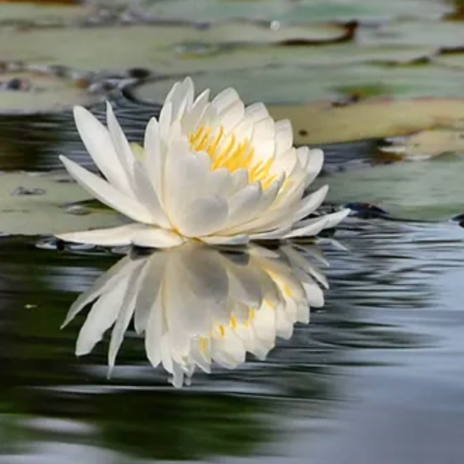 A white flower floating on top of water.