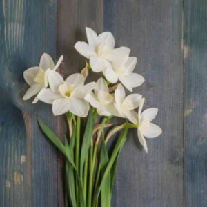A bunch of white flowers on a blue wooden table.